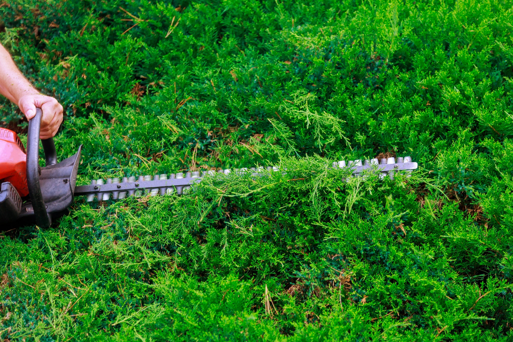 A gardener or worker man is using gasoline hedge trimmer machine cutting for decorating beautiful