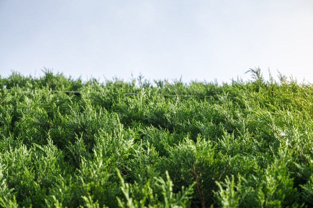 Hedge Chamaecyparis lawsoniana Ellwoodii